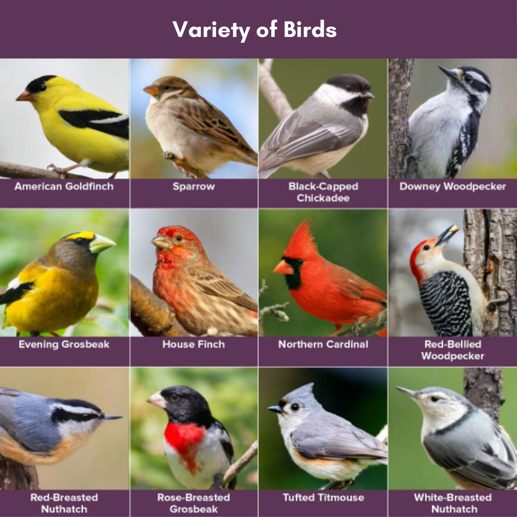 Wild Bird Seed 20 Pound Bag V17395
