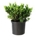 Live Flowering Gardenia Shrub 10-Inch Pot X2691